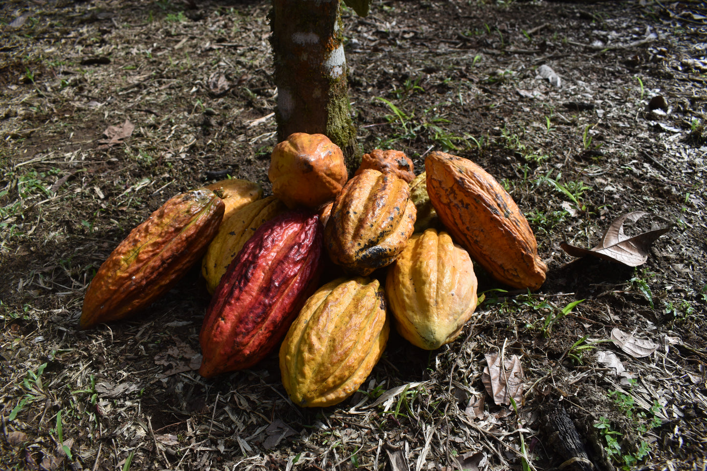 SACHA Guinya 73% Kakao-Schokolade (Getrocknete Banane)
