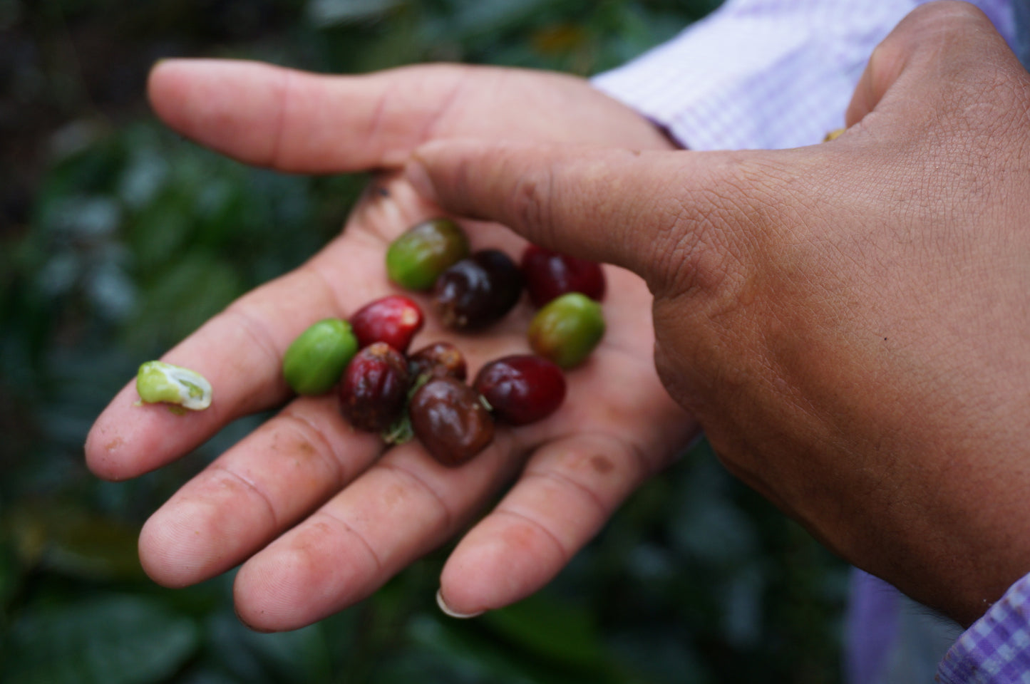 Peru Kuntu