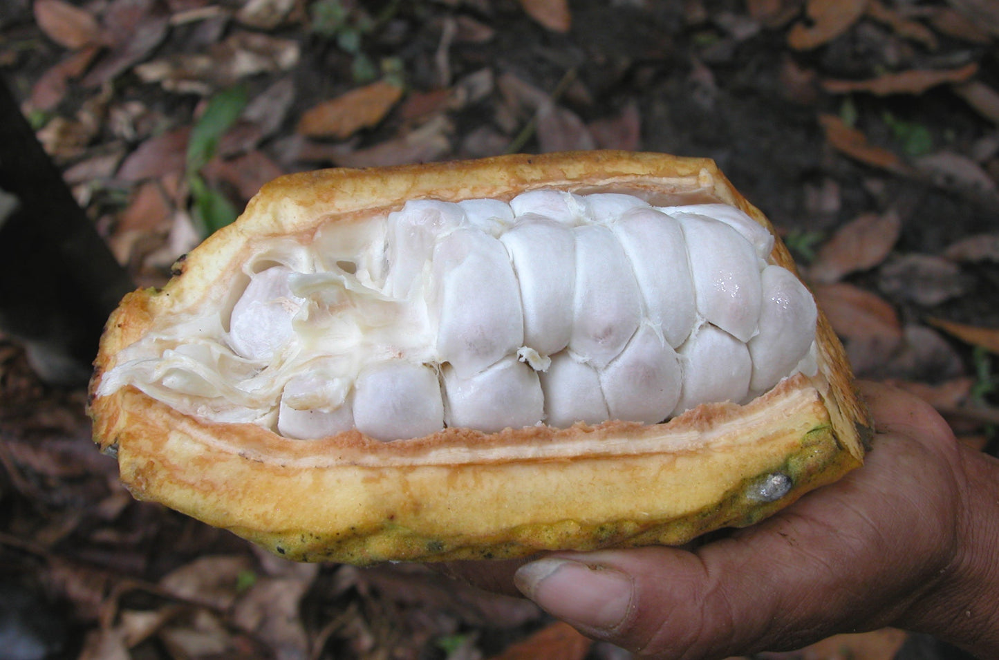 SACHA Mango 63% Kakao-Schokolade